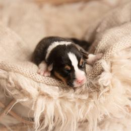 Green collar - Toast - Black and tan male Pembroke Welsh Corgi puppy in Waverly Hall, Georgia from 6g Ranch Corgis