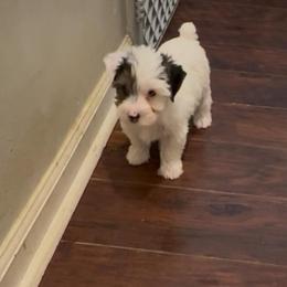Rocky - Chocolate, tan and white female Yorkshire Terrier puppy in Bear Creek, North Carolina from Lizzy's Three Studs
