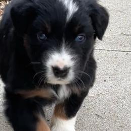 Violet - Black tri-color female Australian Shepherd puppy in La Porte City, Iowa from KDL Homestead