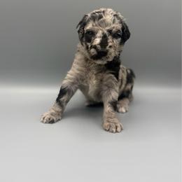 Butterfinger - Blue merle male Aussiedoodle puppy in Paragould, Arkansas from AC Doodles & Corgis
