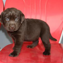 Cove - Chocolate female Labrador Retriever puppy in Camden, Indiana from Camden's Caring Canines