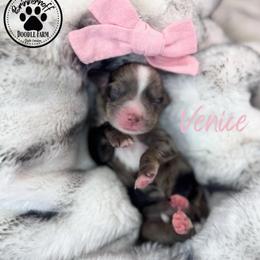 Venice - Merle female Goldendoodle puppy in Anderson, South Carolina from Brinkerhoff Doodle Farm