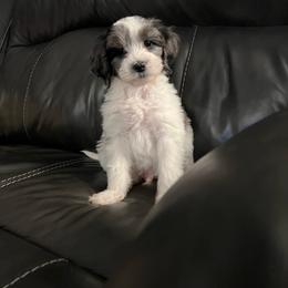 Mr. Perfect - Merle male Goldendoodle puppy in Ottawa, Ohio from Simply Beautiful Goldendoodles