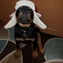 Rottweiler Puppies from Kaiser Haus Rottweilers