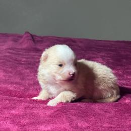 Freddy - Cream parti male Pomeranian puppy in Kansas City, Missouri from S&K Pomeranians