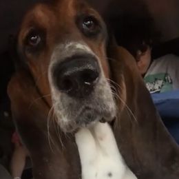 Maddi  - Basset Hound