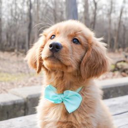 Golden Retriever, Miniature American Shepherd, and Siberian Husky Puppies from HuskiesAndGoldensWithFinesse