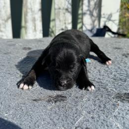 Tootsie Roll - Black tri-color female Australian Shepherd puppy in Laotto, Indiana from Circle B working Aussies