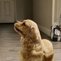 Bambi - Cocker Spaniel