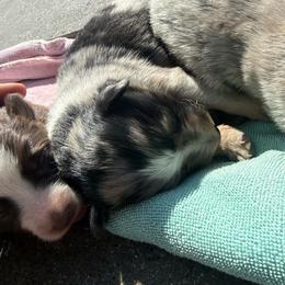 Ace - Blue merle male Border Collie puppy in North Lakeport, California from Wild Rose Ranch
