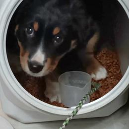 Australian Shepherd, Miniature American Shepherd, Miniature Australian Shepherd, and Toy Australian Shepherd Puppies from LongMile Aussies