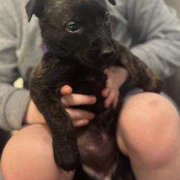 Liberty - Black brindle female Dutch Shepherd puppy in Clarksville, Tennessee from Vuurhart Herders