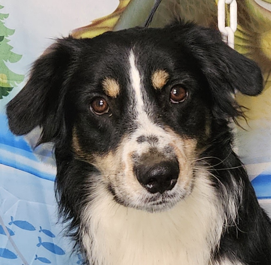 Rocket (BTM3) - Black Miniature Australian Shepherd puppy in Smiths Station, Alabama from Double T Mini Aussies