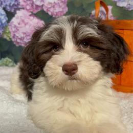Eddie - White male Havanese puppy in Clermont, Florida from Country Sweet Havanese and Creative Coaching