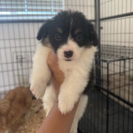BETSY-  fluffy black tri mismark female - Black and tan female Pembroke Welsh Corgi puppy in Red Bluff, California from Wilder Ranch Corgis