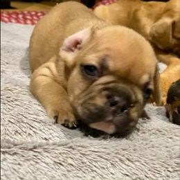 French Bulldog Puppies from Suga Bae’s All Star Frenchies