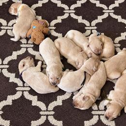 Female 7 - Golden female Golden Retriever puppy in Rainier, Washington from Hanson’s NW Goldens & Doodles