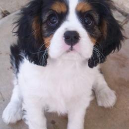 Cavalier King Charles Spaniels from Kelton Cavaliers