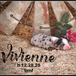 Vivienne - Blue merle female Miniature Australian Shepherd puppy in Madisonville, Texas from Flying LL Aussies