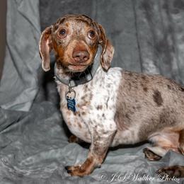 Moo - Dachshund