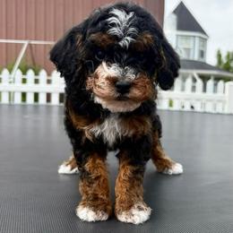 Hawkeye - Phantom male Poodle puppy in Henefer, Utah from Mountain Valley Poodles