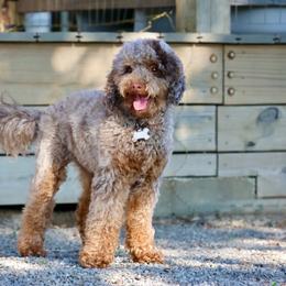 Penny - Bernedoodle