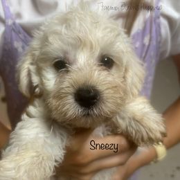 Sneezy - White male Schnoodle puppy in Sedalia, Missouri from Farmer Brown's Puppies