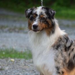 Benny - Blue merle male Australian Shepherd puppy in Pilot, Virginia from Obsidian Australian Shepherd