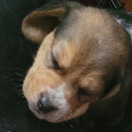 Beagle Puppies from Amanda Nitsa Oz