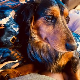 Biscuit - Dachshund
