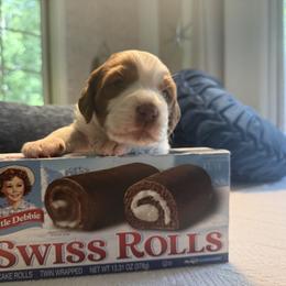 Swiss Roll - White and orange male Brittany puppy in Downers Grove, Illinois from Attitude Brittanys