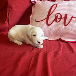 Nutmeg- Long Coat - White and black female Dalmatian puppy in Claremore, Oklahoma from Lotsofdots Dalmatians