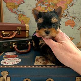 Locket - Black and gold female Yorkshire Terrier puppy in Kendallville, Indiana from Yorkies Kisses