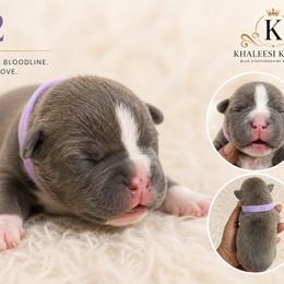 Girl 2 - Blue female Staffordshire Bull Terrier puppy in Houston, Texas from Khaleesi Kennel Blue Staffordshire-bull-terrier