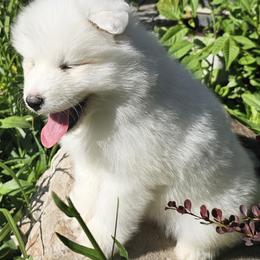 Samoyed Puppies from Rocky Mountain Samoyeds