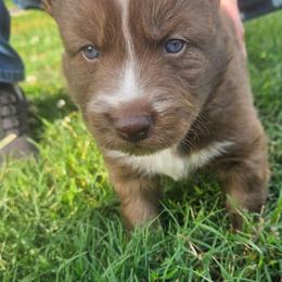 Kilo - Red and white male Siberian Husky puppy in Louisville, Kentucky from Wild Hunt Huskies