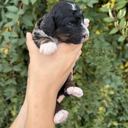Max - Tri-color female Bernedoodle puppy in Gilbert, Arizona from Gilbert Bernedoodles & Whoodles