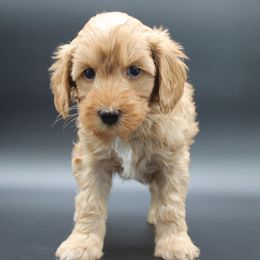 Nova - Red female Australian Cobberdog puppy in Bellingham, Minnesota from Whispering Prairie Australian Cobberdog