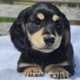 Thomas - Black and cream male Dachshund puppy in Ben Wheeler, Texas from Anytime Dachshunds by D.B.