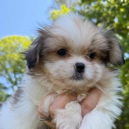 Rico - Brindle and white male Shih Tzu puppy in Chattanooga, Tennessee from Joy-Fur Puppies