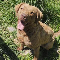 Theia - Chesapeake Bay Retriever