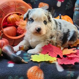 Hansel - Blue merle male Miniature Australian Shepherd puppy in Gainesboro, Tennessee from Family Tradition
