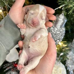 Bells - Buff and white female Cockapoo puppy in Rolla, Missouri from Diamond K