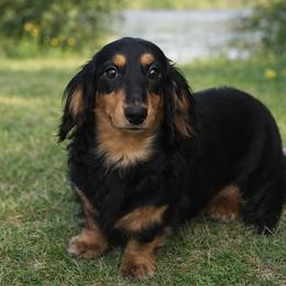 Melissa - Dachshund