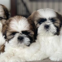 Shih Tzus from Nicali Shih Tzu