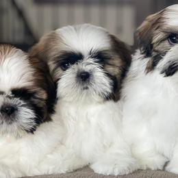 Shih Tzus from Nicali Shih Tzu