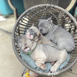 French Bulldog Puppies from Furchildbreeds