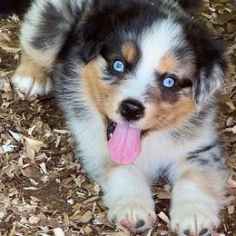 Buzz - Blue merle male Miniature Australian Shepherd puppy in Patterson, North Carolina from DreamLine Aussies