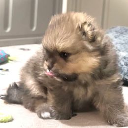 Yoda - Red male Pomeranian puppy in Royston, Georgia from SouthernHearts Poms