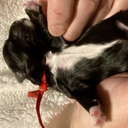 Maltipoo, Morkie, and Yorkipoo Puppies from Danza Bolo